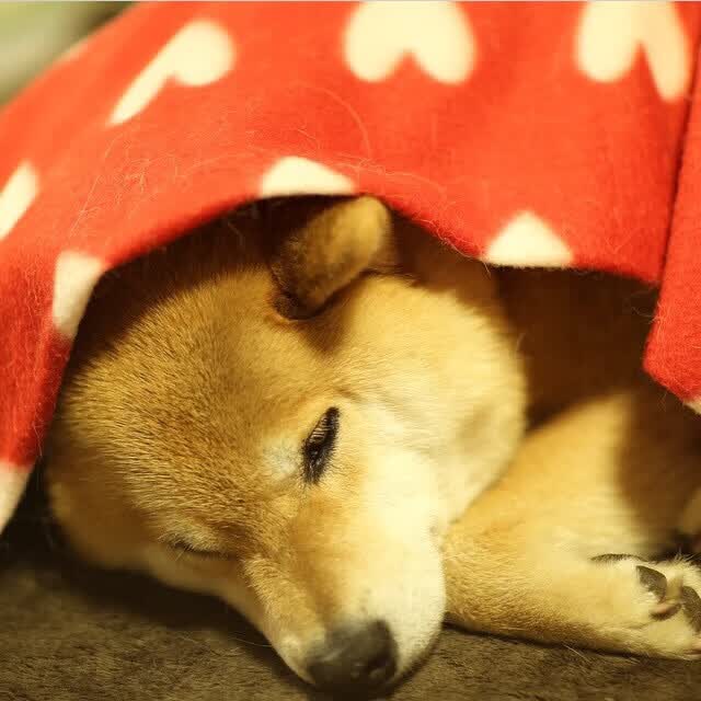 系统集成行业怎么样（系统集成行业难吗）
